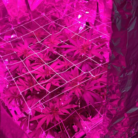 Sweet Amnesia Haze growlog timeline photo