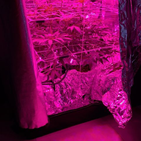 Sweet Amnesia Haze growlog timeline photo
