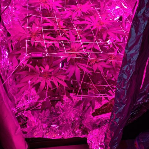 Sweet Amnesia Haze growlog timeline photo