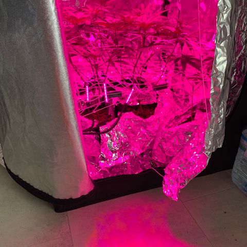 Sweet Amnesia Haze growlog timeline photo