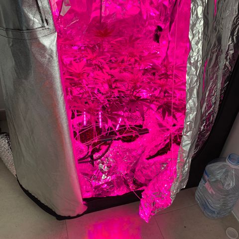 Sweet Amnesia Haze growlog timeline photo