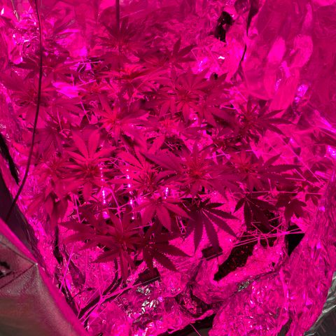 Sweet Amnesia Haze growlog timeline photo