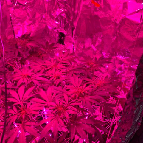 Sweet Amnesia Haze growlog timeline photo