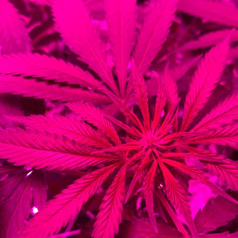 Sweet Amnesia Haze growlog timeline photo