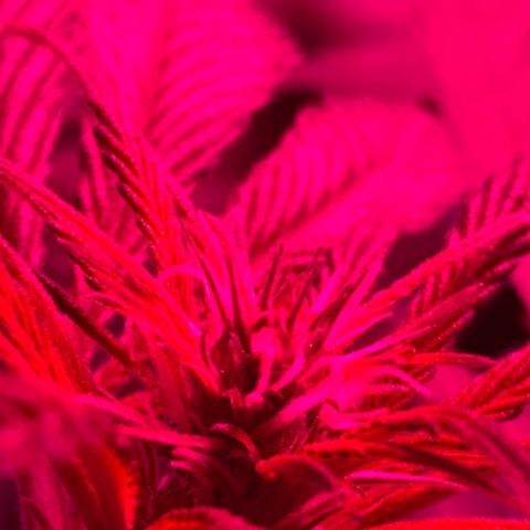 Sweet Amnesia Haze growlog photo: Bud strings starting to form
