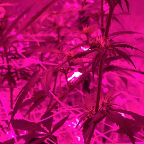Sweet Amnesia Haze growlog timeline photo