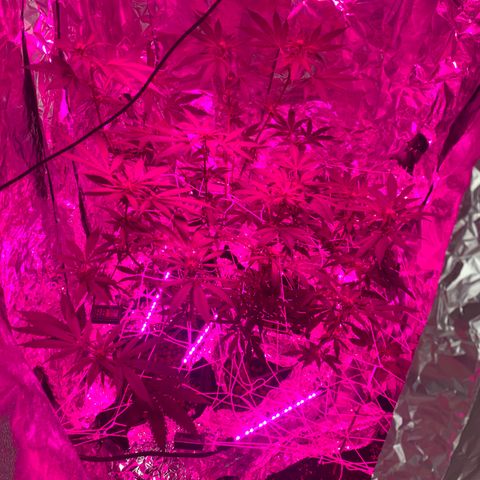 Sweet Amnesia Haze growlog timeline photo