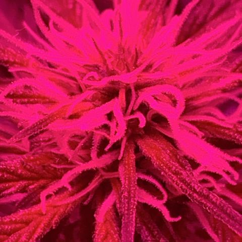 Sweet Amnesia Haze growlog timeline photo