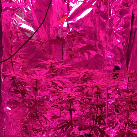 Sweet Amnesia Haze growlog timeline photo