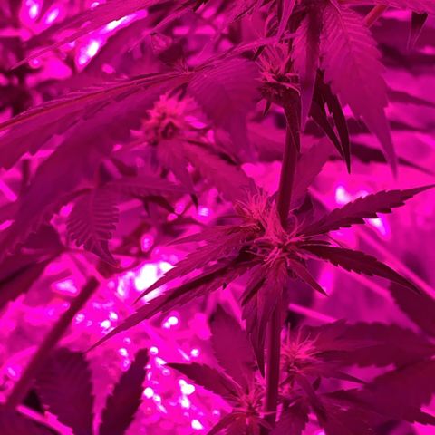 Sweet Amnesia Haze growlog timeline photo