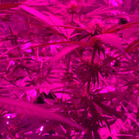 Sweet Amnesia Haze growlog timeline photo