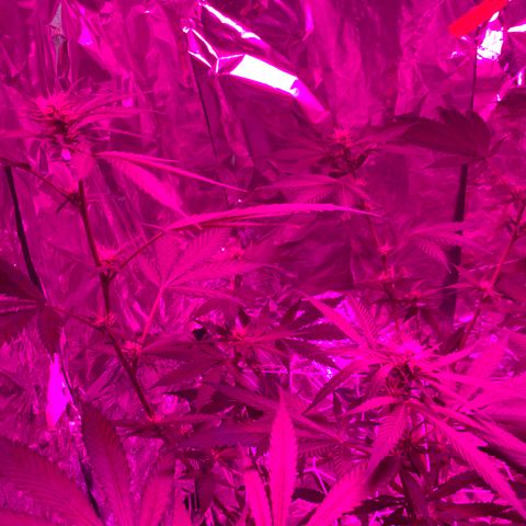 Sweet Amnesia Haze growlog timeline photo