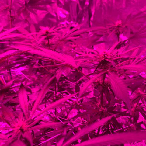 Sweet Amnesia Haze growlog timeline photo