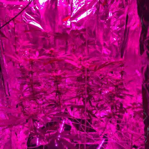 Sweet Amnesia Haze growlog timeline photo