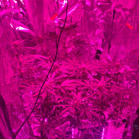 Sweet Amnesia Haze growlog timeline photo