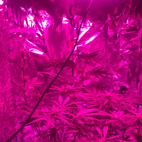 Sweet Amnesia Haze growlog timeline photo