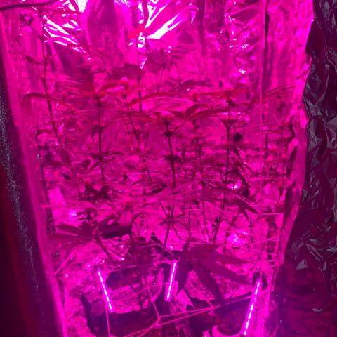 Sweet Amnesia Haze growlog timeline photo