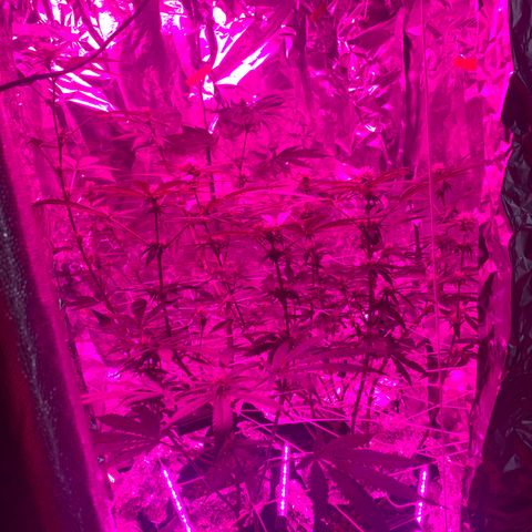 Sweet Amnesia Haze growlog timeline photo