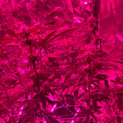 Sweet Amnesia Haze growlog photo: Day 23 of flower week 11
