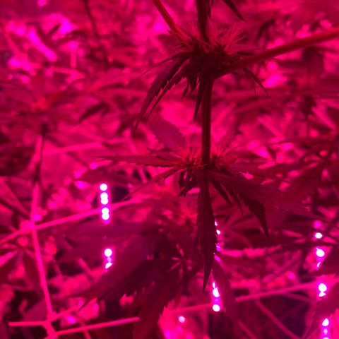 Sweet Amnesia Haze growlog photo: Day 23 of flower week 11