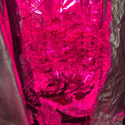 Sweet Amnesia Haze growlog photo: Day 23 of flower week 11