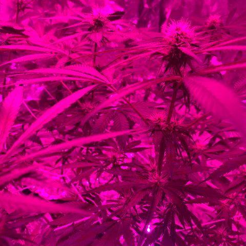 Sweet Amnesia Haze growlog photo: Day 23 of flower week 11