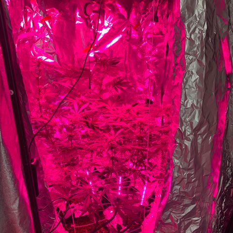 Sweet Amnesia Haze growlog photo: Day 23 of flower week 11