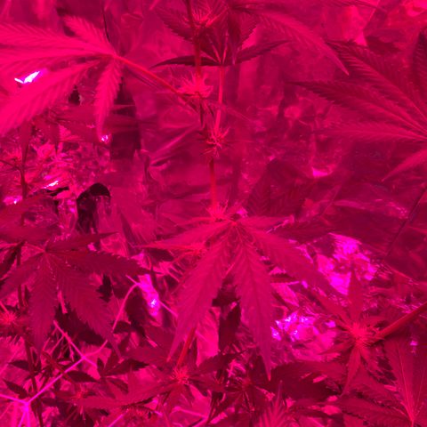 Sweet Amnesia Haze growlog photo: Day 23 of flower week 11