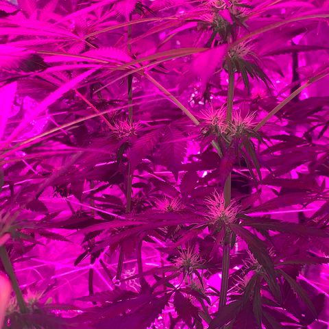 Sweet Amnesia Haze growlog timeline photo
