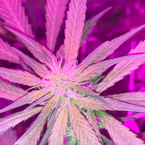 Sweet Amnesia Haze growlog timeline photo