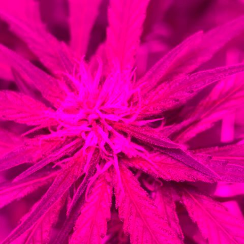 Sweet Amnesia Haze growlog timeline photo