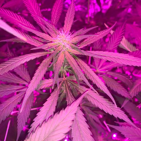 Sweet Amnesia Haze growlog timeline photo