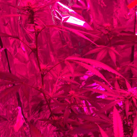 Sweet Amnesia Haze growlog photo: Day 23 of flower week 11