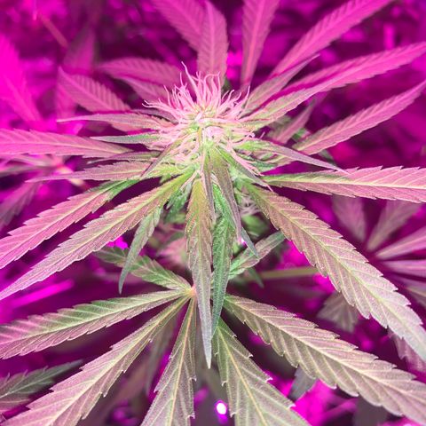 Sweet Amnesia Haze growlog photo: Day 23 of flower week 11