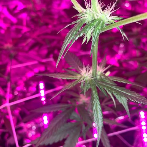 Sweet Amnesia Haze growlog photo: Day 23 of flower week 11