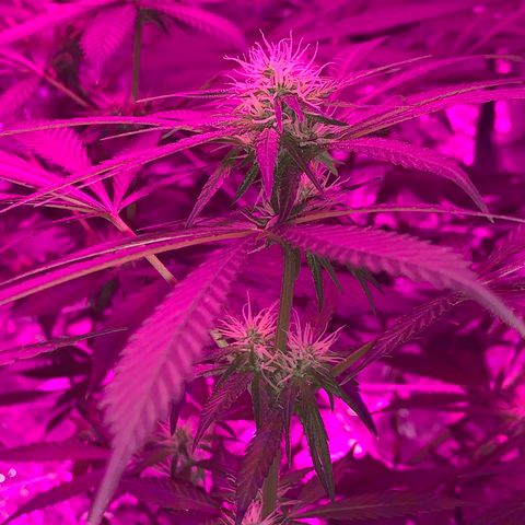 Sweet Amnesia Haze growlog timeline photo