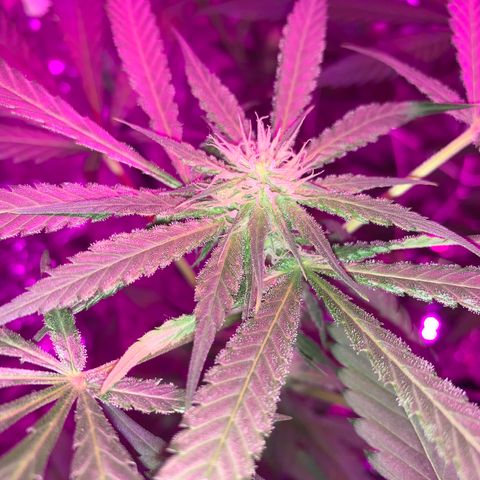 Sweet Amnesia Haze growlog photo: Day 25 - Flower