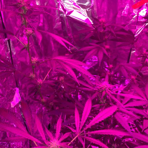 Sweet Amnesia Haze growlog photo: Day 25 - Flower