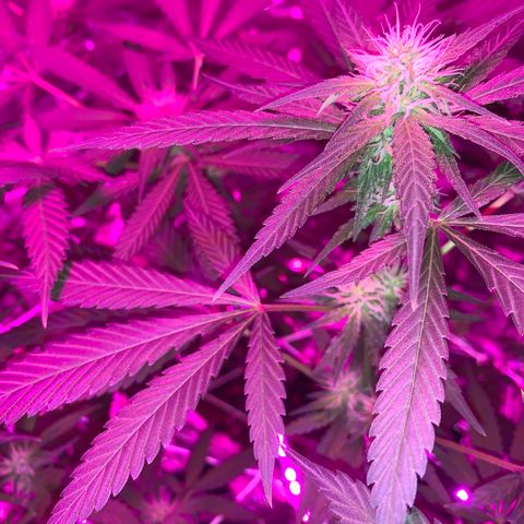 Sweet Amnesia Haze growlog photo: Day 25 - Flower