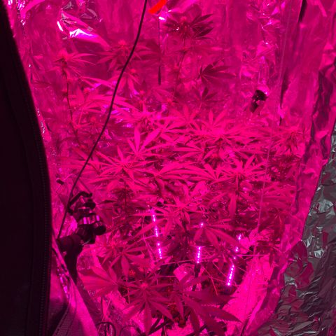 Sweet Amnesia Haze growlog photo: Day 25 - Flower