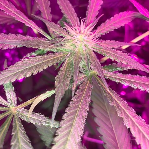 Sweet Amnesia Haze growlog timeline photo