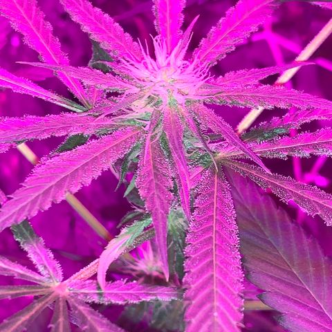 Sweet Amnesia Haze growlog timeline photo