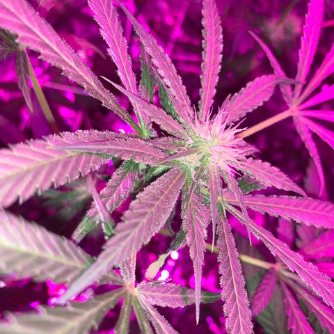 Sweet Amnesia Haze growlog timeline photo