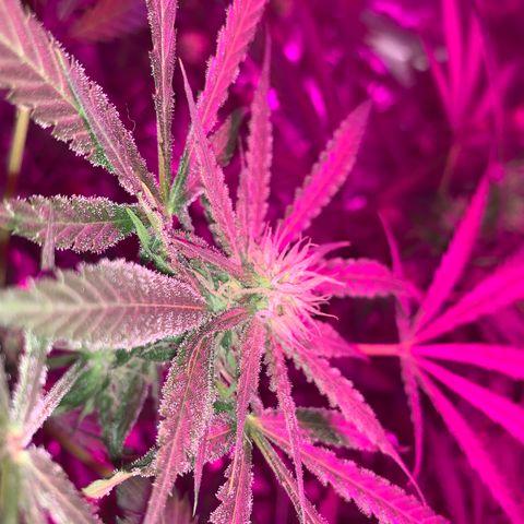 Sweet Amnesia Haze growlog timeline photo