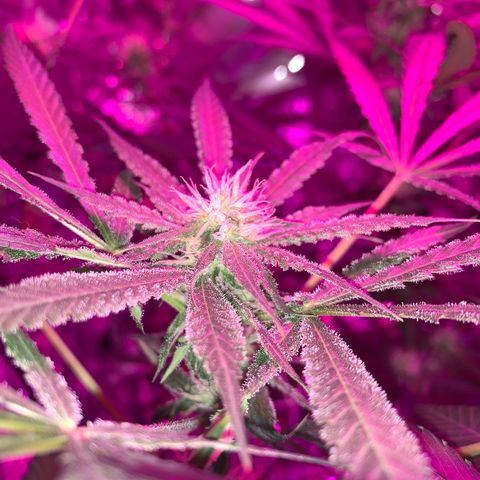 Sweet Amnesia Haze growlog timeline photo