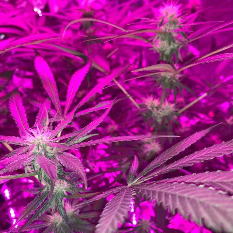 Sweet Amnesia Haze growlog timeline photo