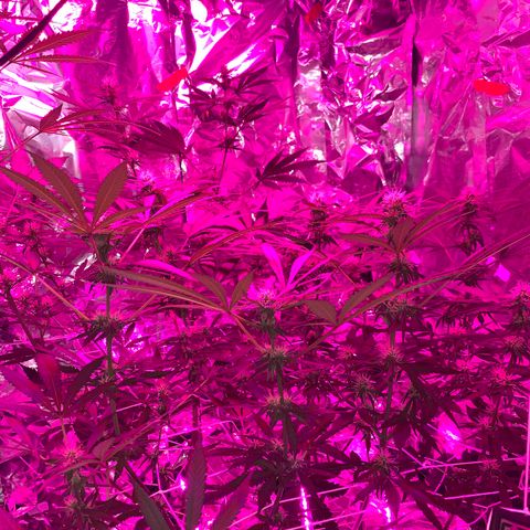 Sweet Amnesia Haze growlog timeline photo