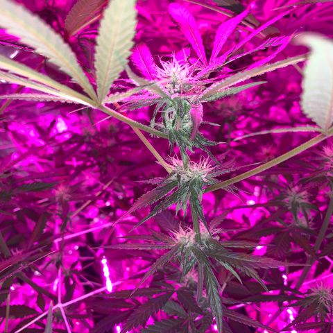 Sweet Amnesia Haze growlog timeline photo