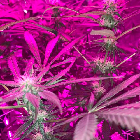 Sweet Amnesia Haze growlog timeline photo