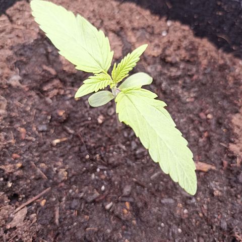 Royal Critical Automatic growlog timeline photo